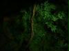 baum in stuttgart bei nacht